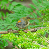 野鳥撮影 in 富士吉田道～五合目～御庭