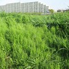 多摩川でカラシナを摘む