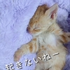 保護されて安心して眠る、何をされても起きない子猫。A kitten that doesn't wake up.　 #Shorts