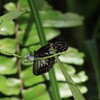 キウンガの蝶(2)