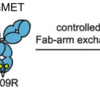 EGFR exon 20 insertion エクソン２０挿入 治療薬開発：amivantamab、オシメルチニブ、ポジオチニブ、TAK-788