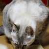 畳
