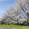 うん十年振りにお花見に行って来た（枚方市駅 天野川堤防 桜並木）