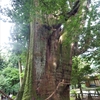 なつかしの四国ぼっち旅：杉の大杉（高知県長岡郡大豊町）