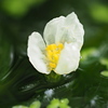 今日の一枚「アナカリスの花」(2021.08.29)[植物]
