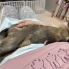 お腹の上で寝返り