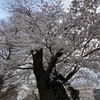 原町田わかば公園の桜