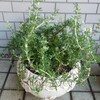 ローズマリー・プロストラータス【木のハーブ】を鉢に植えました🍃愛しの植物さん
