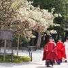 尾山神社「菊ザクラ」