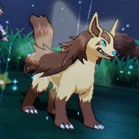 色違い 仲間呼び連鎖進化 ウインディ Usum キロの色違いポケモン図鑑ブログ 色違い 仲間呼び連鎖進化 ウインディ Usum キロの色違いポケモン図鑑ブログ