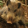 やっぱ赤ちゃんの匂い