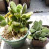 🌵多肉植物　熊童子と子猫の爪　ﾄﾞﾗｺﾞﾝｽﾞﾌﾞﾗｯﾄﾞにﾒﾛﾒﾛ💕🌵