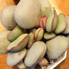 いろいろな形の多肉植物
