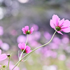 マクロレンズを使って秋の野辺の花を撮る。