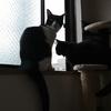 今日の黒猫モモ＆白黒猫ナナ！動画の更新頻度は減るニャン♪