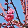 袖ケ浦公園　そろそろ梅の季節