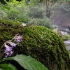 尚仁沢～イワタバコの花～