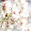 桜と野鳥