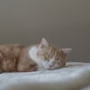 暑い夏の睡眠時間の質が爆上がりした簡単な方法