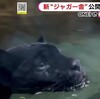 【エムPの昨日夢叶（ゆめかな）】第2694回『黒ネコ好きさん必見！東山動物園に「ジャガー舎」がオープンした夢叶なのだ！？』  [10月24日]