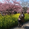 【国内旅行】河津桜を見に行ってきました【伊豆観光おすすめ情報・春】