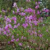 春の野山の花を撮る