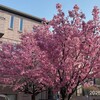 今年(2025) の桜　一覧