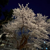 あなたと夜桜、観たいわ