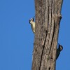 ミミジロアフリカアオゲラ(Bennett&amp;#039;s Woodpecker)