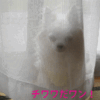 お化けが出た！！