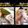 知らない子猫がいつの間にか家の中に？を観た！