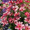 里山ガーデンのお花たちに癒されました🌼