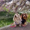 八重桜