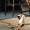 【大分】野良猫ストーカーが猫の写真さらす【中津】