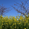 ピエラルディーの他に時々他の花たちも