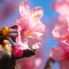 ご近所の河津桜 02/23