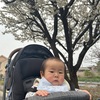 場所によっては満開の桜がありました。