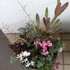 12／3 寄せ植え鉢にさらに追加