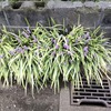ずっとヤブランだと信じていた植物の正体