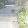 青森県佐井村で猿発見！