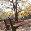近くの公園の紅葉