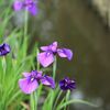 舞鶴公園　花菖蒲園