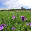 小岩菖蒲園に行ってきた。