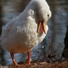 さいたま市　「別所沼に　珍鳥」 