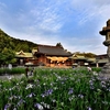 宮地嶽神社　境内の花菖蒲