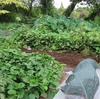 秋の家庭菜園準備(タマネギの播種・ジャガイモの植え付け)