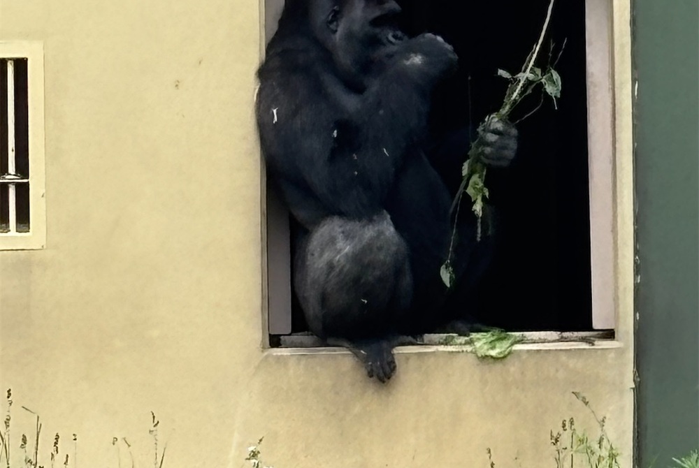 【@東山動物園】イケメンゴリラに会う