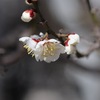 梅の花が咲きました