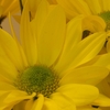 大天使ミカエルとエゴを統合する菊の花のワーク