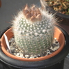 My quest for a Notocactus(=Parodia) rudibueneckeri 